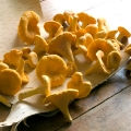 pfifferlinge