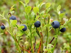 Heidelbeeren wild und lecker