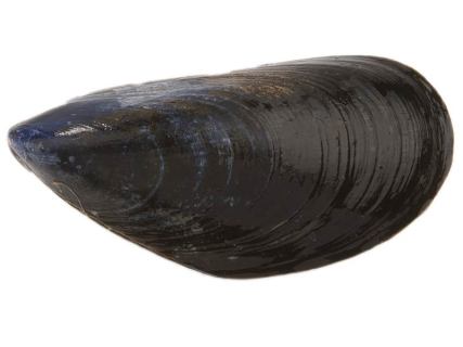 Miesmuschel ©"Deutsche See" Fischmanufaktur