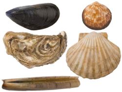Muscheln ©"Deutsche See" Fischmanufaktur