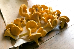 pfifferlinge